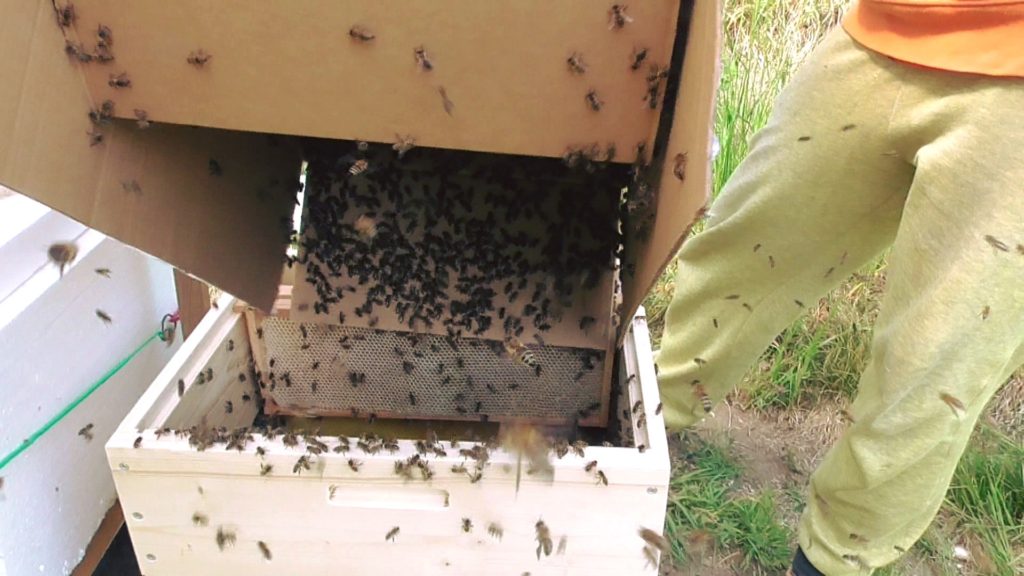 Jak se chytá roj včel?
