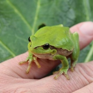 Šťastná žába rosnička
